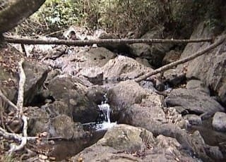 Iruppu to Brahmagiri on foot