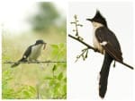 Encounter: Pied Crested Cuckoo or Jacobin Cuckoo