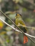 Encounter: Bugun Liocichla, India’s newest bird discovery