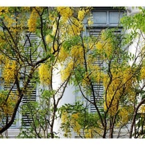The Golden Shower Tree (Cassia fistula) or Amaltas is symbolic of Vishu