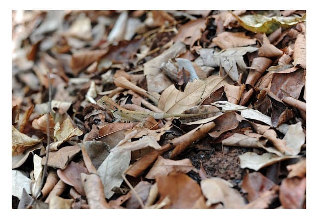 Encounter - Elliot's Forest Lizard EFL-01-Camouflaged-in-the-Forest-Floor-S