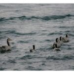 Bar-headed Geese at Tso Moriri