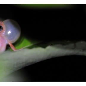 Blue Eyed Bush Frog