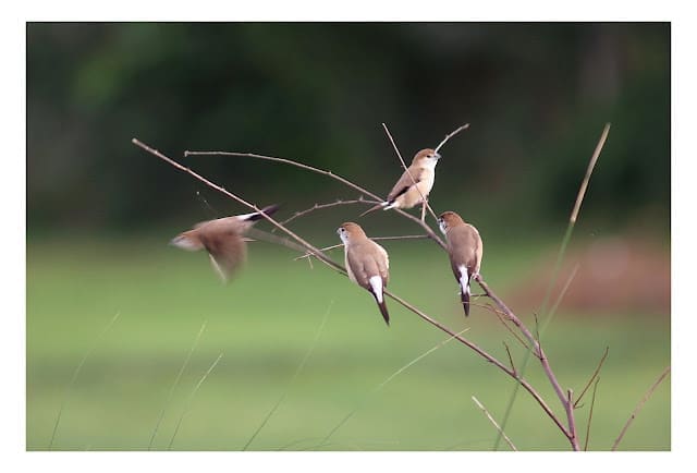 On the Wing: Indian Silverbills Silverbills-SS