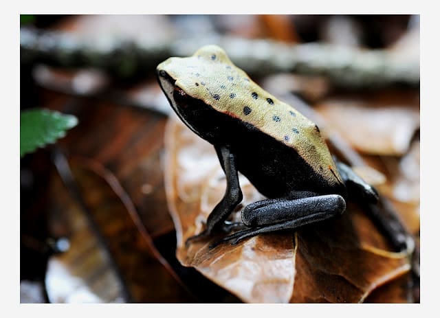 Amphibians like this Bicoloured Frog are increasingly under threat of extinction due to climate change