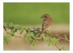 Encounter: The Rufous-tailed Shrike
