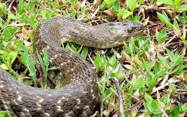 Would they kill the keelback? checkered-keelback01