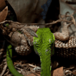 Heads and Tails: The Snake and the Lizard Vine Snake and Calotes by Pankil Desai