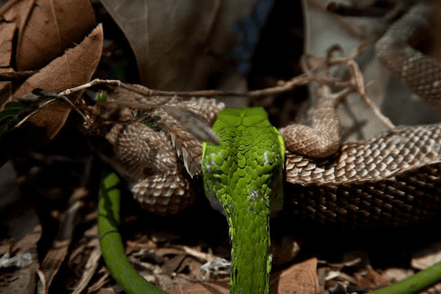 Heads and Tails: The Snake and the Lizard