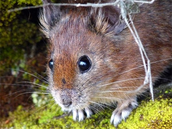 The Royle's Pika, a tiny mammal adapted to the cold, rocky Himalayan habitat