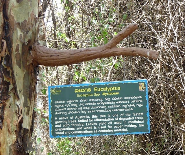 On World Environment Day, out with Eucalyptus