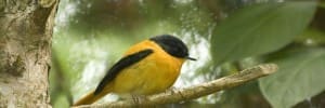 Black and Orange Flycatcher