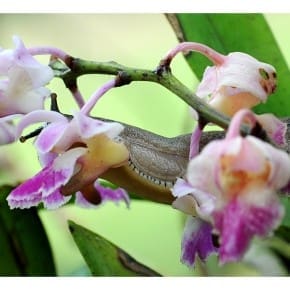 Slugs on orchid, Agumbe
