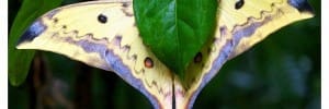 Encounter: The Malaysian Moon Moth