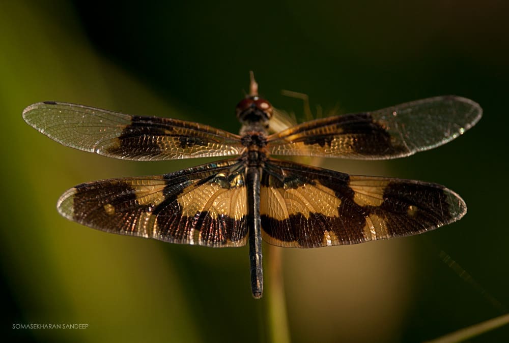 Common picture wing female