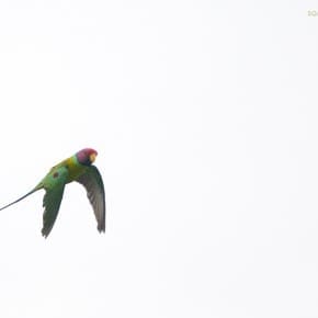 A male plum headed parakeet in flight