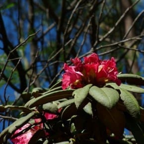 Rhododendron nilgiricum