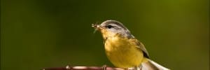 A grey hooded warbler with catch