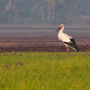 White Stork amidst the green paddy fields
