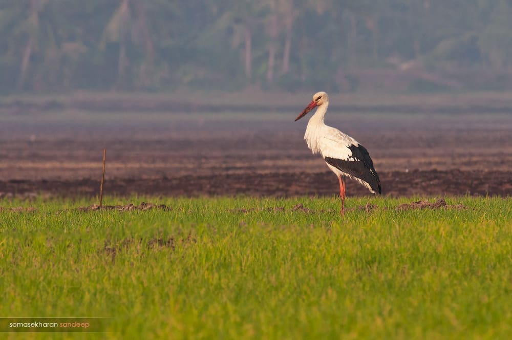 White Stork amidst the green paddy fields