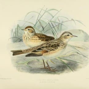Oriental Skylark - plate from Biodiversity Heritage Library