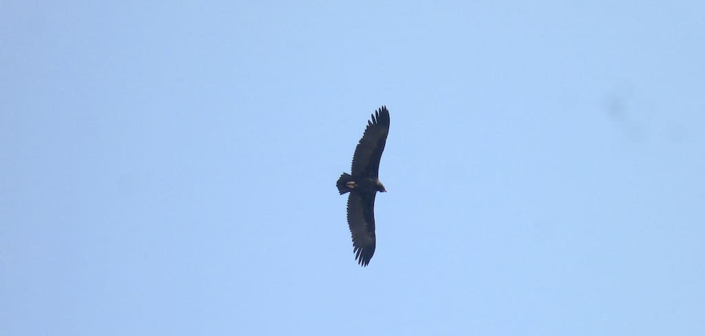 Not entirely sure, but it looks like a Cinereous Vulture