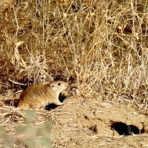 The Indian Desert Jird, one of my favourite rodents