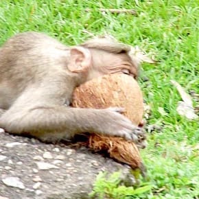 An A-1 Nut Job, this. A bonnet macaque enjoys a coconut