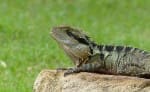 Encounter – The Australian Water Dragon