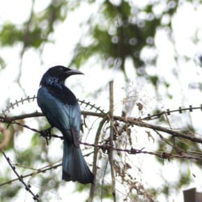Note the bill - like a crow's. The Crow-billed Drongo is glossy black with a broad tail, less forked than the Black Drongo's