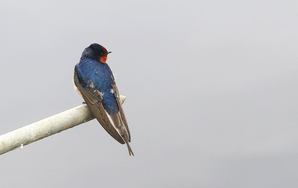 A Welcome Swallow at Barossa Reservoir in South Australia