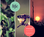 Life Around Black-Eyed Susan