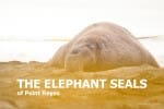Slumbering Giants – Northern Elephant Seals of Point Reyes