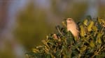 Northern Mockingbird – the many-tongued mimic