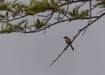 Long-tailed Shrike in the Nilgiris
