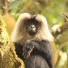 Lion-tailed Macaque in Valparai