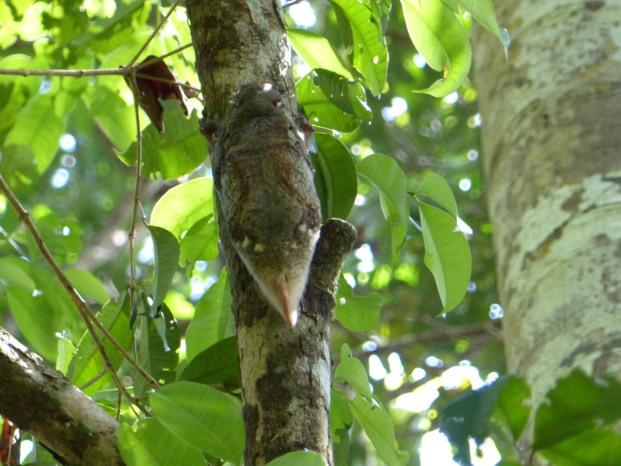 Colugo or Sunda Flying Lemur in Bako National Park