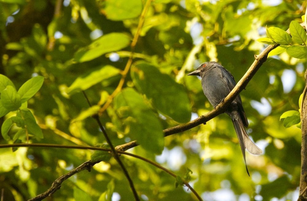 Ashy Drongo at Karnala