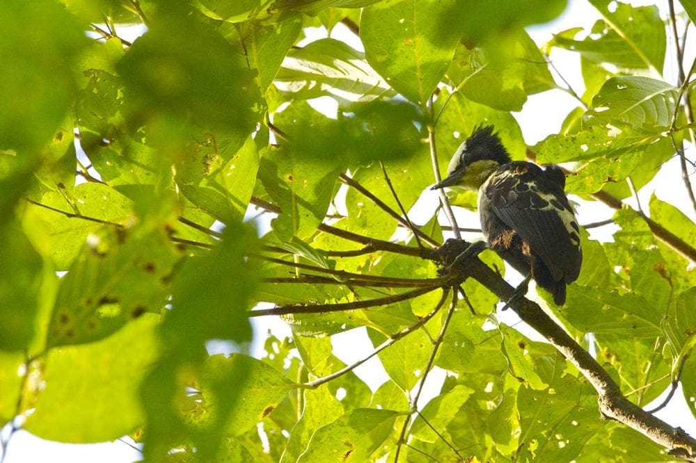 Birding at Karnala