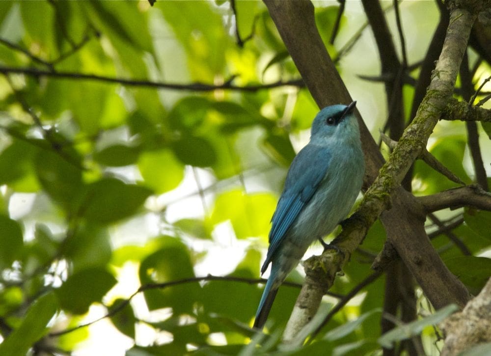 Birding at Karnala