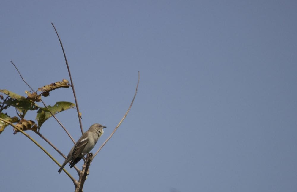 Karnala Bird Sanctuary