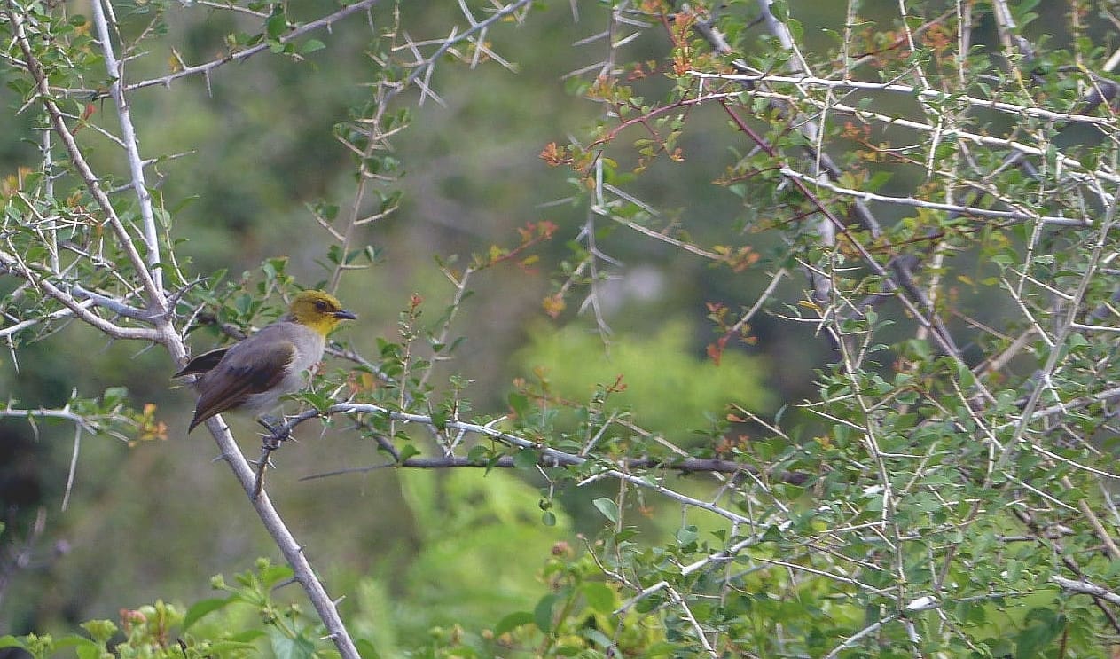 Yellow-throated Bulbul at Rishi Valley