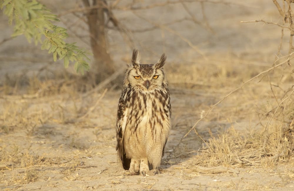 Indian Eagle Owl