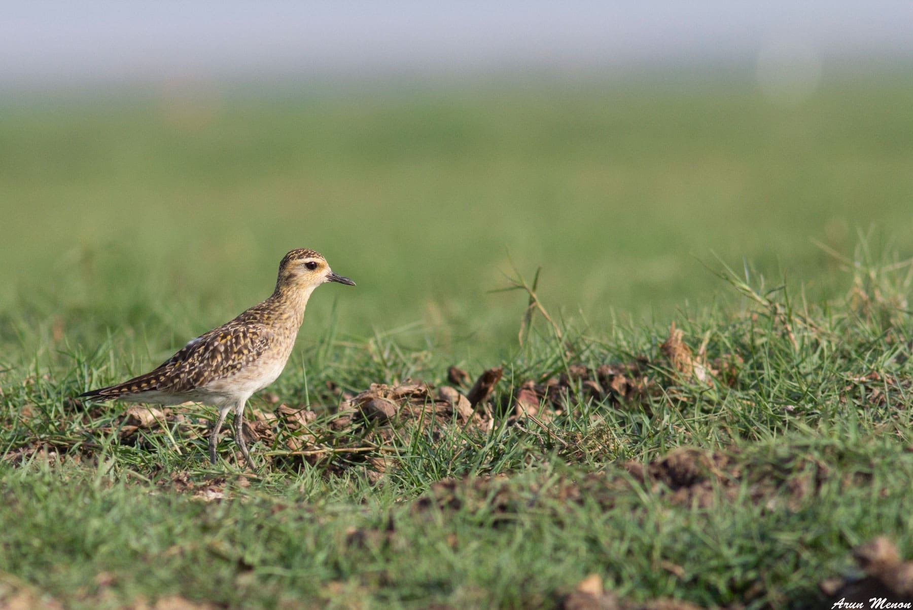 Pacific Golden-Plover at Mangalajodi