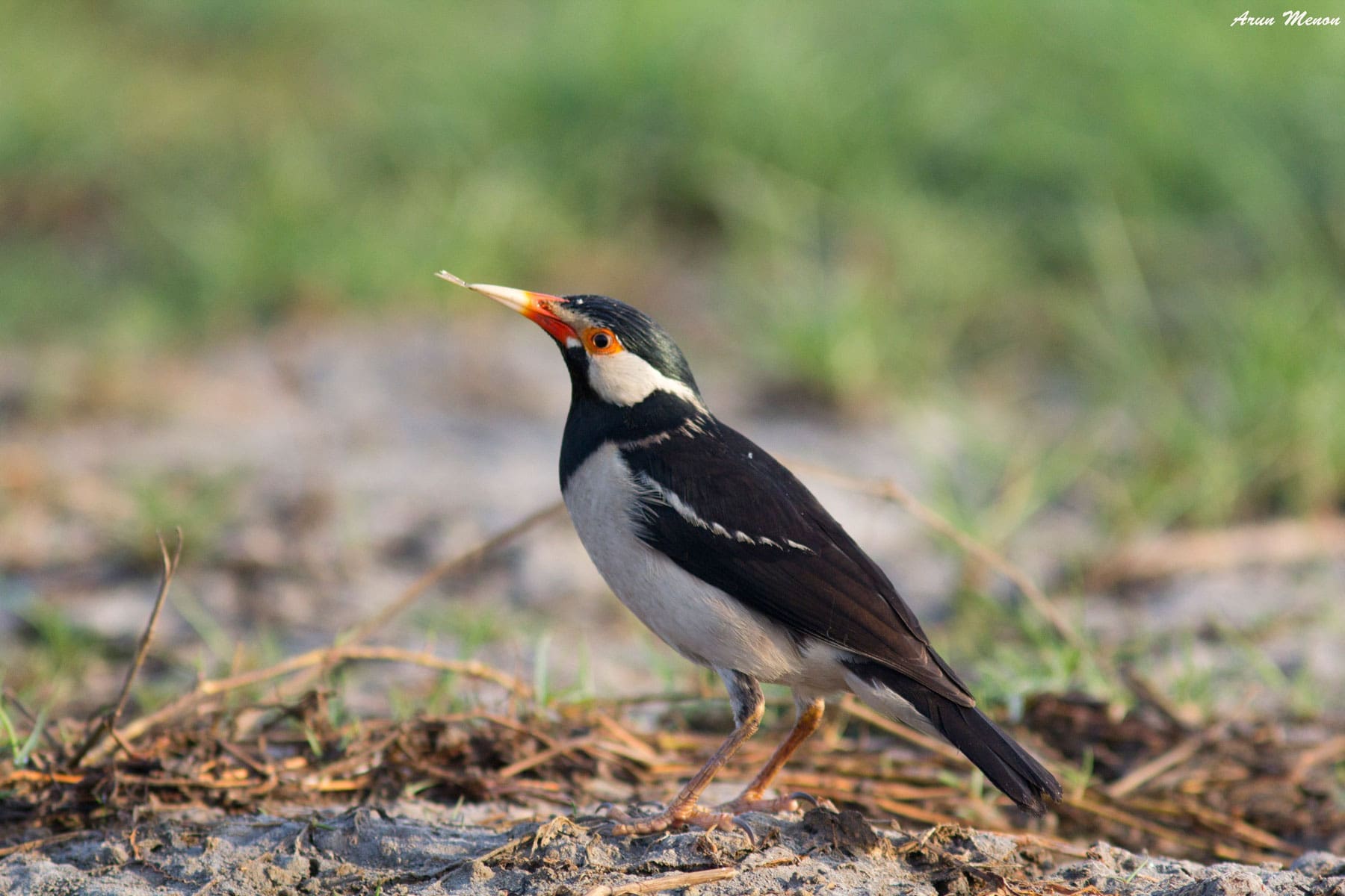 Indian Pied Starling or Pied Myna | The Green Ogre