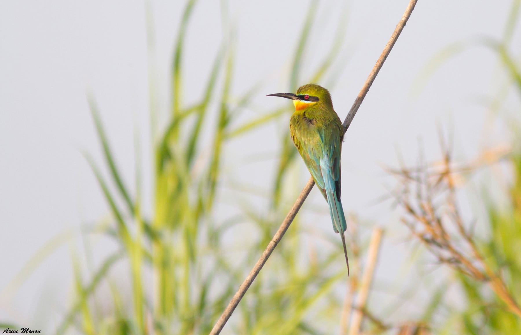 Blue-tailed Bee-eater at Mangalajodi