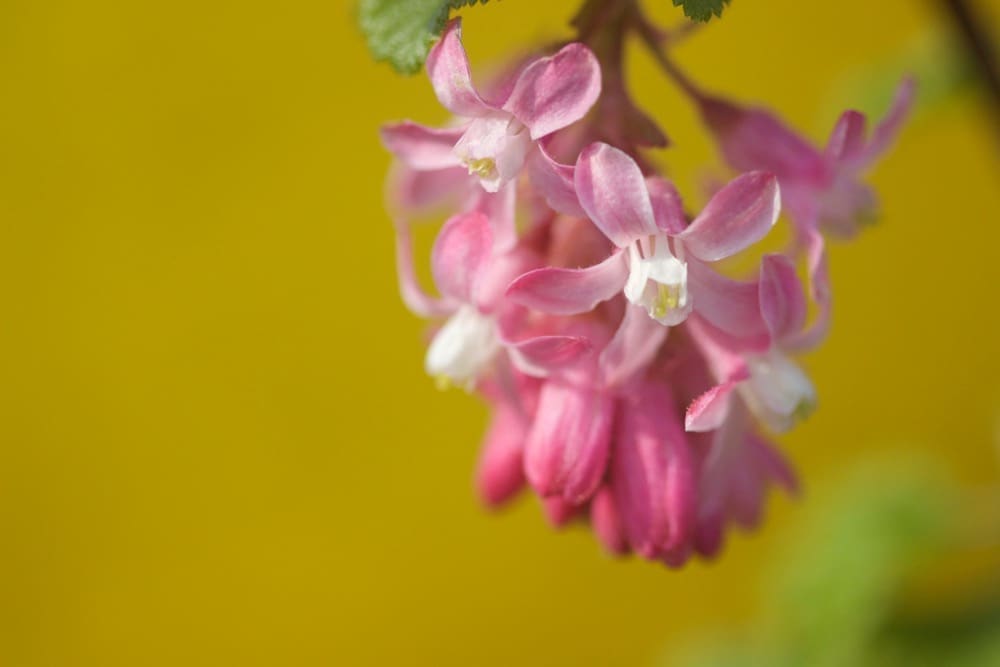 Spring comes to the Netherlands - Red Ribs in flower