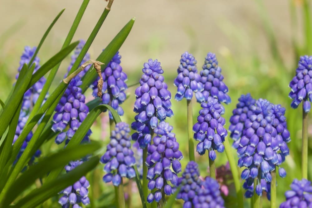 Spring comes to the Netherlands - Long-leaved grape hyacinth