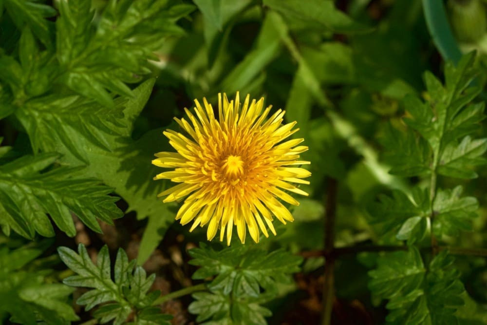 Netherlands - Dandelions herald the advent of spring