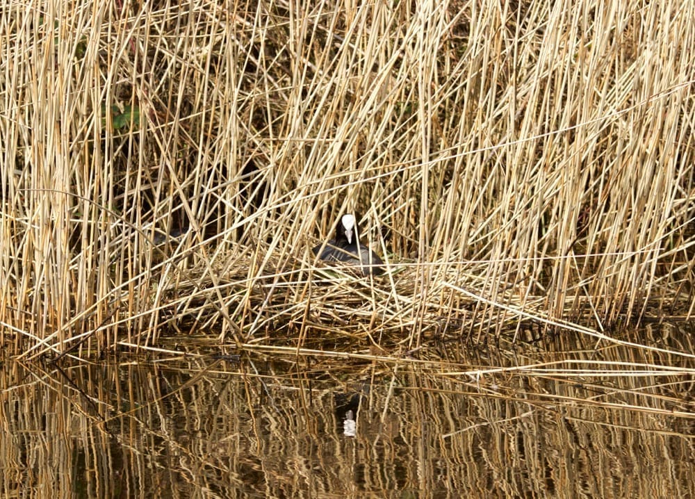 Spring comes to the Netherlands - Eurasian Coot